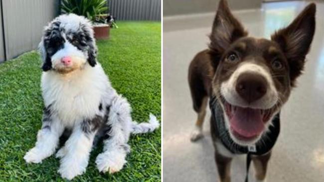 Penrith Press readers were split between Oreo the Pink-nosed pooch from Jordan Springs and Charlee the Kelpie from Ropes Crossing.