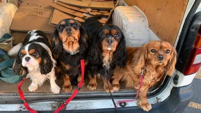 Tassie's Pawfect Pairs | Sarah Gough's 2 x pawfect pairs: Lottie, Lulu, Hugo and Lola
