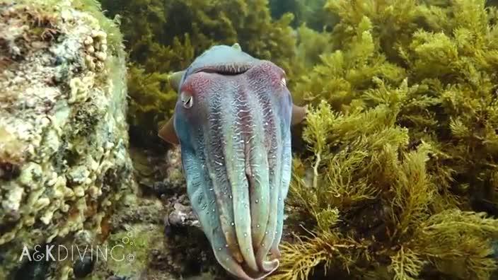 Scuba diving with cuttlefish