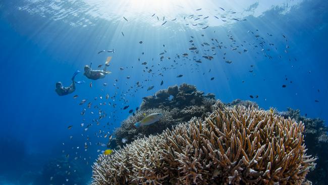 Snorkellers at Flynn Reef.