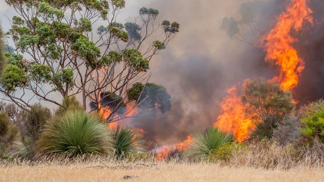 A bushfire burns on Kangaroo Island in December. Picture: Sean McGowan