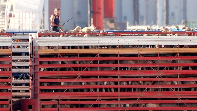 Sheep are seen being loaded in Fremantle harbour. Picture: AAP Image/Richard Wainwright