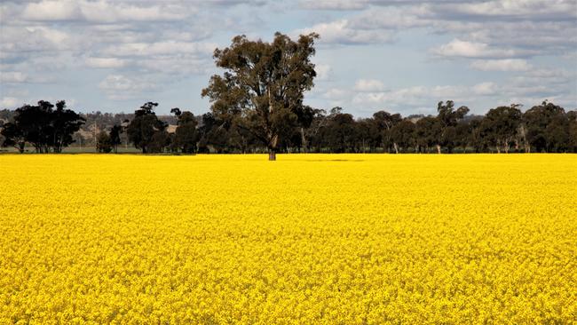 MH Premium Farms, owned by British-Australian billionaire hedge fund manager Sir Michael Hintze.