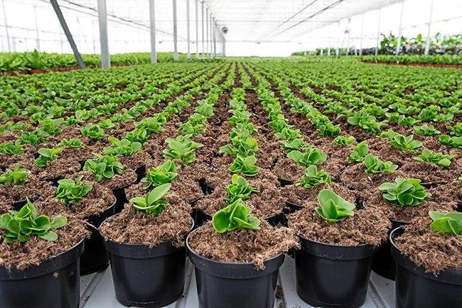 Wholesale nursery supplier Dan's Plants is hoping to set up new greenhouses on the Northern Rivers.