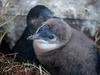 Penguin numbers feeling the heat, academics say