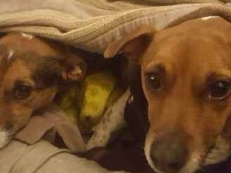Glenn Tong will fight a ruling of guilt that his two dogs Marco and Mia caused a nuisance by barking excessively. Picture: Supplied