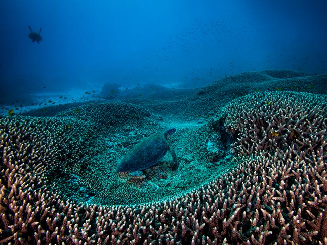 A green turtle in the Great Barrier Reef. Photo: Gary Cranitch, 2013 New Scientist Eureka Prize for Science Photography.