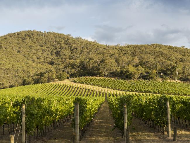 Scenic view of the Yarra Valley