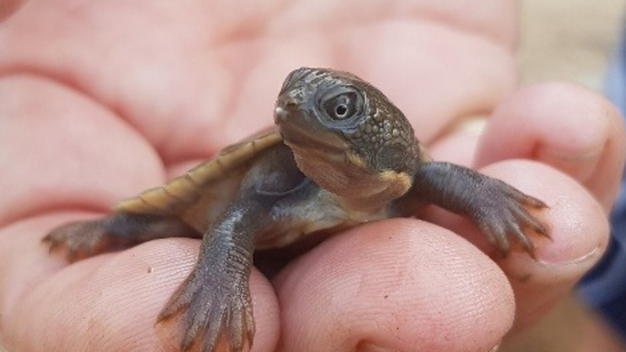 ‘Punk’ bum-breathing Mary River turtle hatchlings to be studied with ...