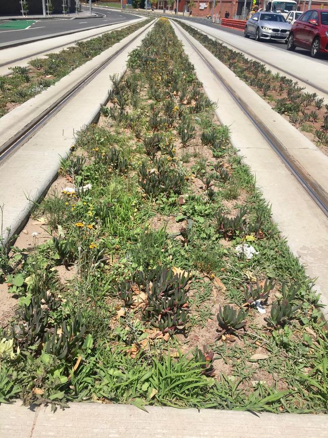 Weeds are taking over the "green" tram tracks on Southbank Boulevard.