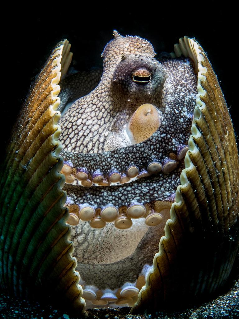 Animal Behaviour runner-up ‘Dreaming’ by Franco Tulli. Picture: Franco Tulli/Australian Geographic Nature Photographer of the Year 2021