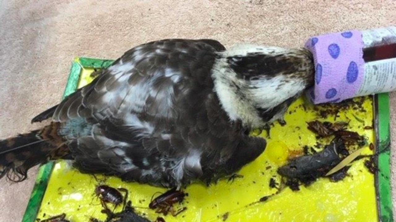 A kookaburra caught on a sticky trap. Picture: RSPCA Qld