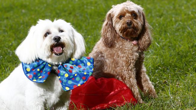 L to R: Cha-Cha and Indie get ready for the Dogs Day out festival on Chippendale Green. Picture: John Appleyard