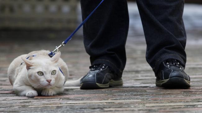 Darwin council has voted in favour of alderman Robin Knox’s proposal to only allow cats out on streets on a leash or in a cage