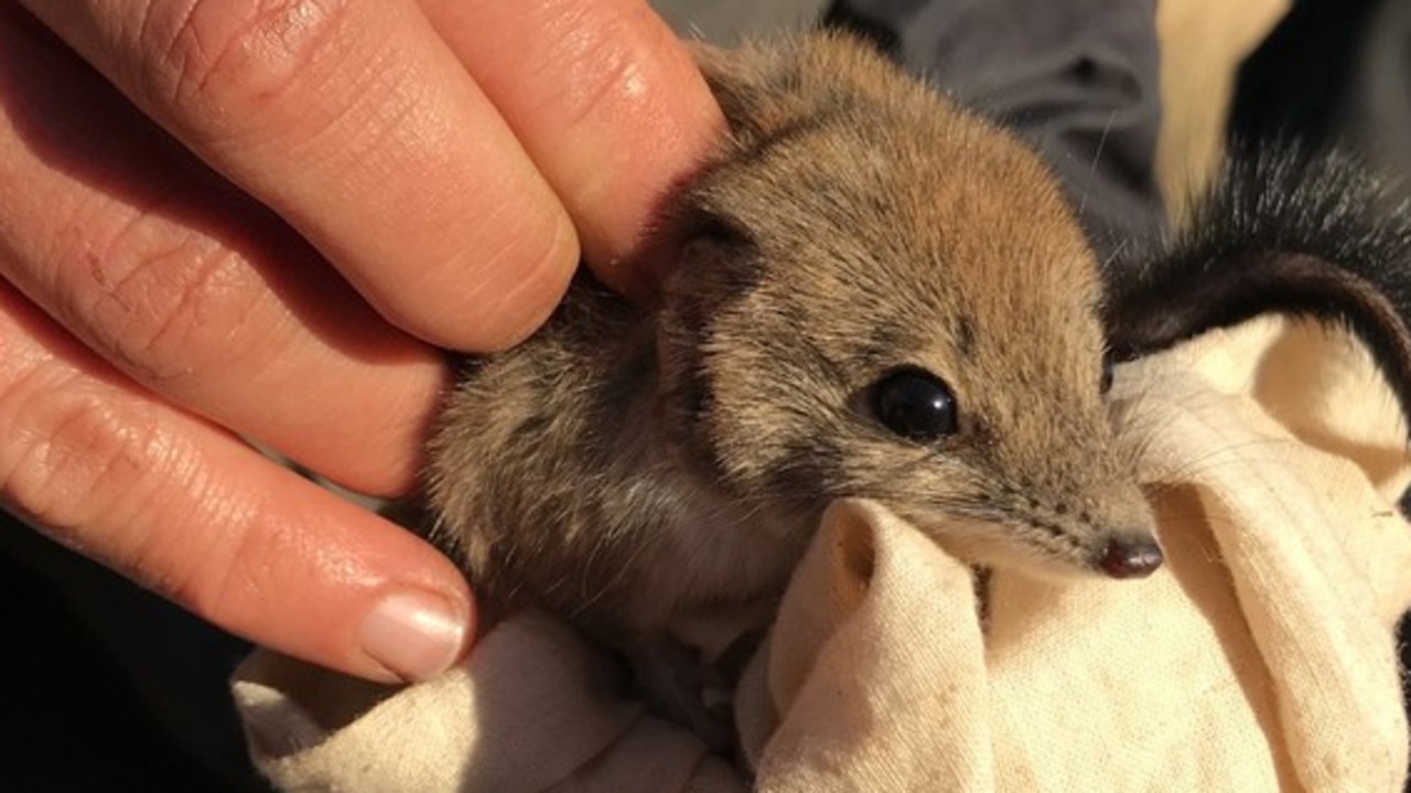 Australia’s threatened species Animals we need to protect from