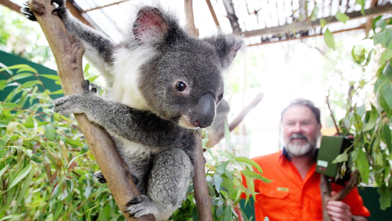 Male koalas’ mating calls give better picture of animal numbers | The ...