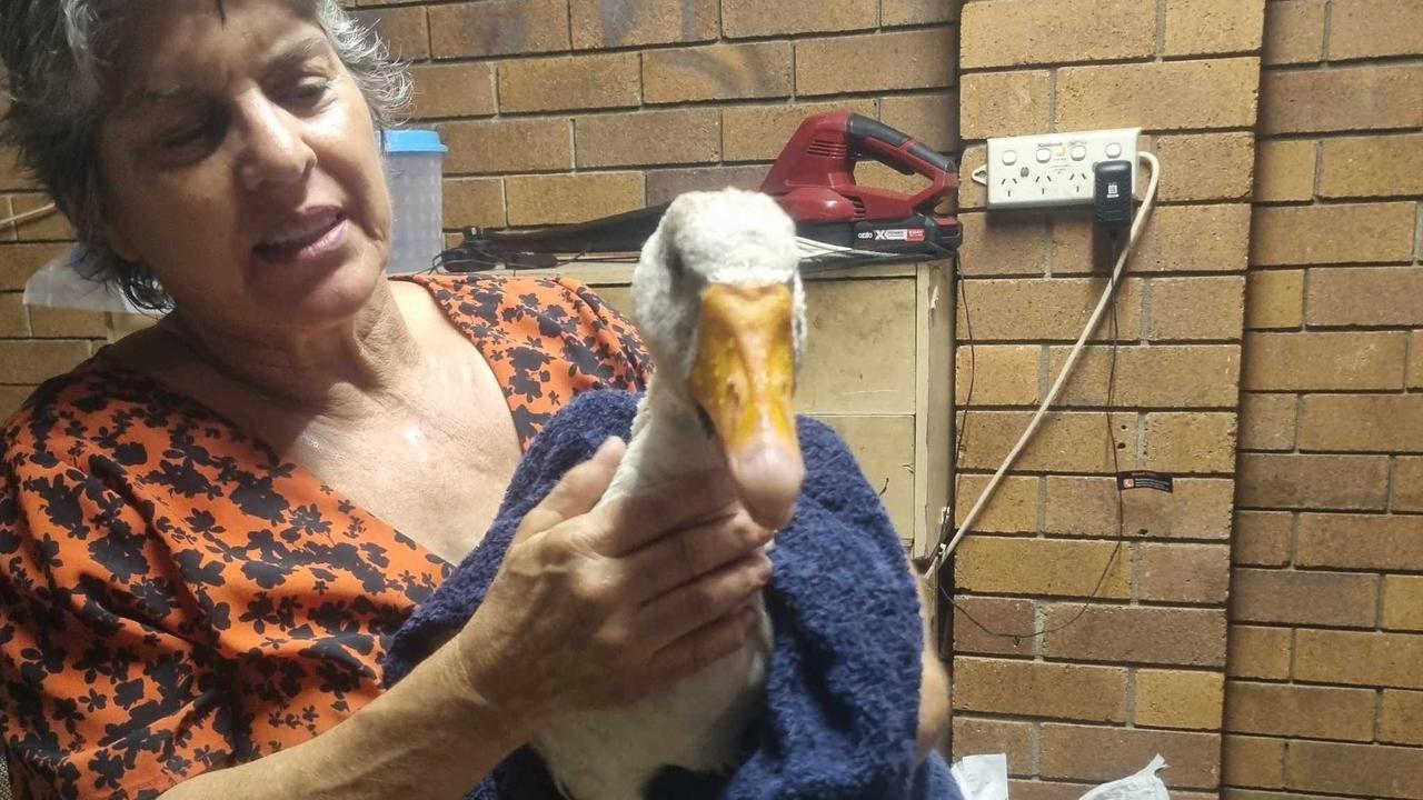 Pet and rescue volunteer Robin Morgan cared for the injured goose until it passed away early in the morning