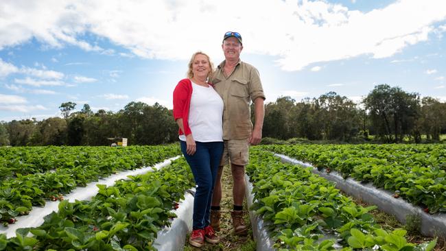 LuvaBerry farm at Wamuran — Mandy and Adrian Schultz. Picture: Dominika Lis