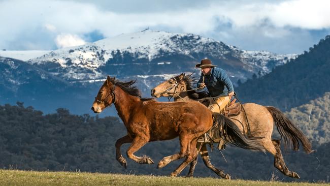 Clay Baird, from Bogong Horseback Adventures, is among a chorus of campaigners who say brumbies should be saved. Picture: Jason Edwards