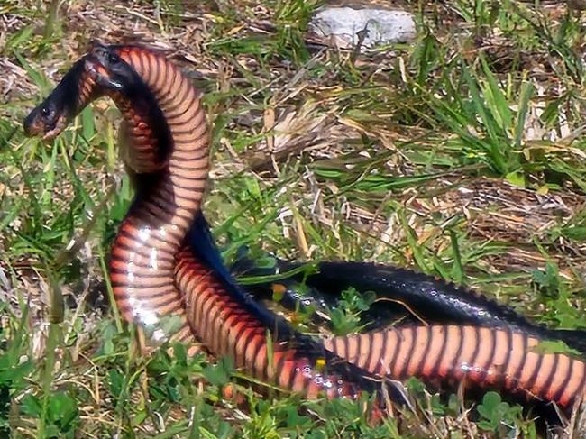 Karin Hocking was mesmerized by the two red-bellied black snakes she filmed battling it out for a mate at Old Bar.