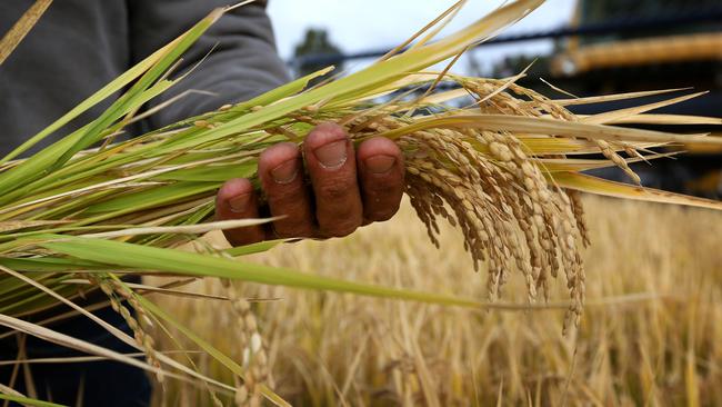 Rice harvest in off and running in the riverina. Jeremy Morton is a rice grower in Moulamein, NSW he is growing Koshihikari, a traditional Japanese sushi rice Picture: ANDY ROGERS