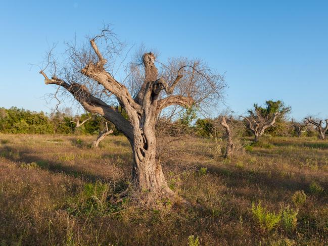 An old olive tree infected with <i>Xylella</i>. Picture: Alamy