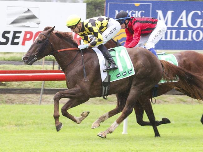 Tapa Kick can return from a let-up on a winning note at Newcastle. Picture: Bradley Photos