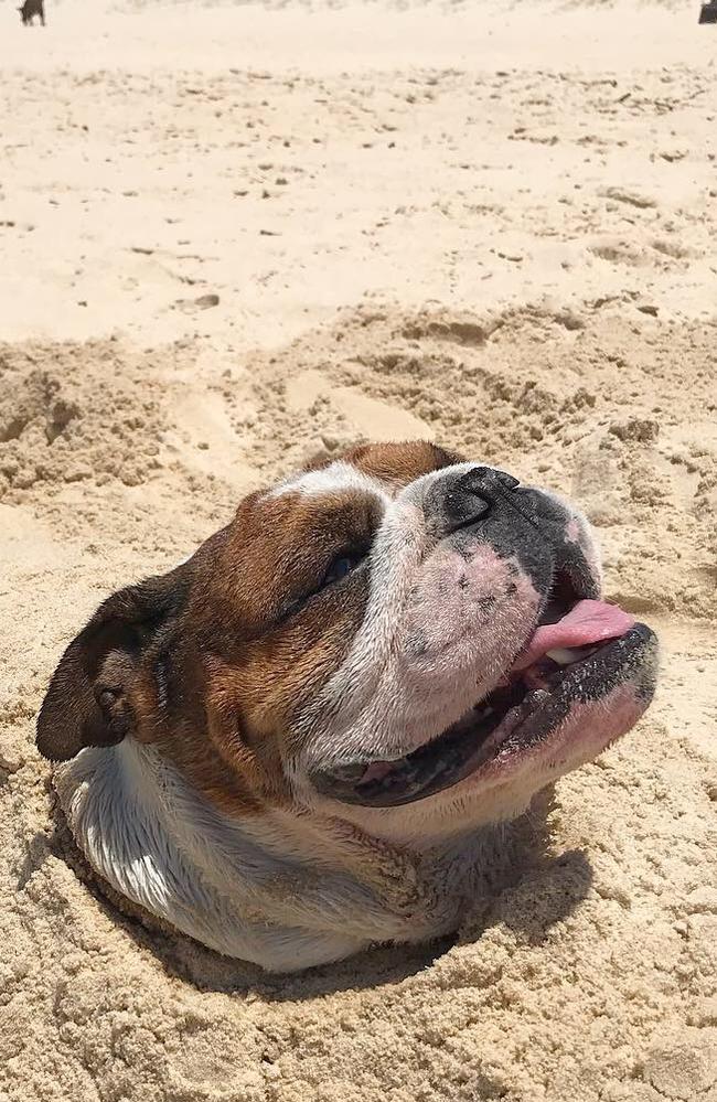 Sergeant, a 4-year-old bulldog from the Gold Coast, is a social media star. His owner recently copped flak for posting this photo and video with people thinking the dog was getting 'crushed' by sand. @sgt_bulldog