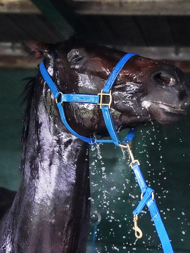 Sir Dragonet (IRE) is hosed down after trackwork at Ladbrokes Park Lakeside Racecourse on October 30. Picture: Getty