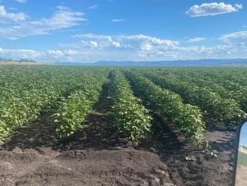 Dry cotton crop on Rosemary and Paul Nankivell's property Yarraman on the Liverpool Plains. Supplied.