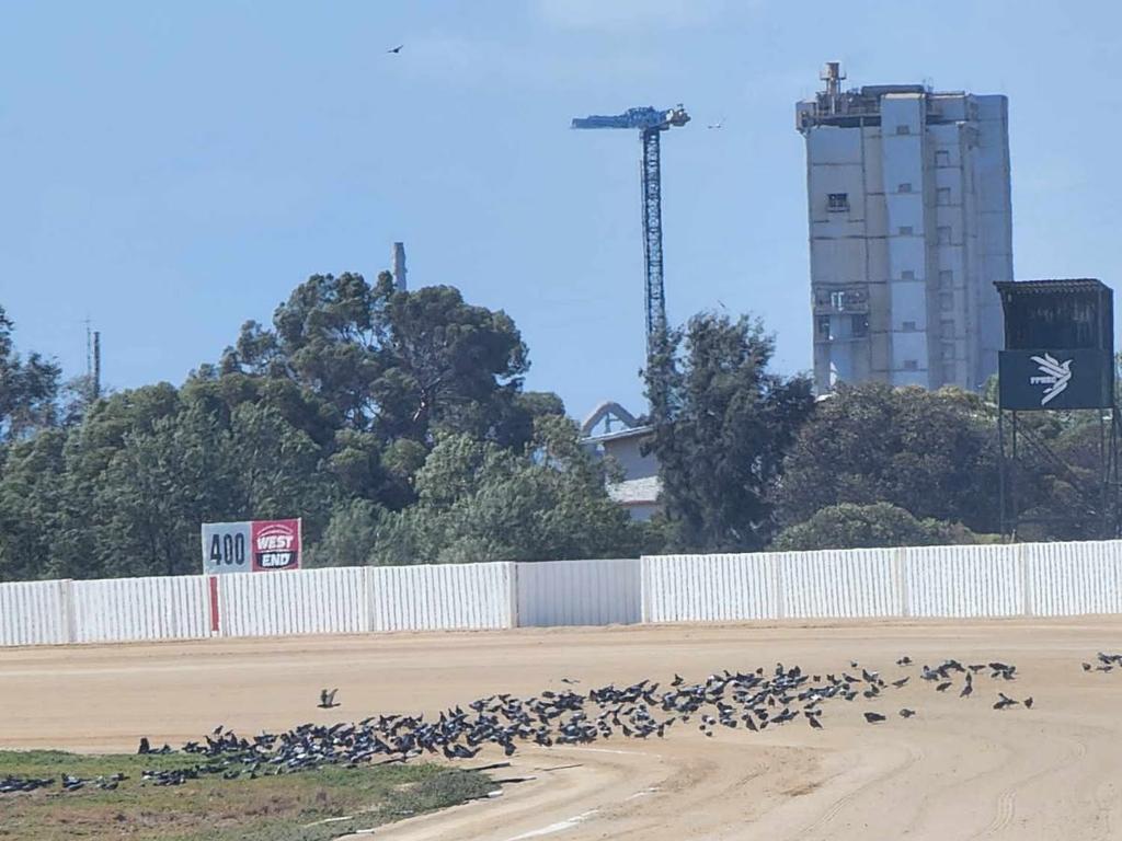 Locals say a pigeon infestation problem at Port Pirie is out of control, with hundreds of birds spotted on the streets at any time. Picture: Supplied