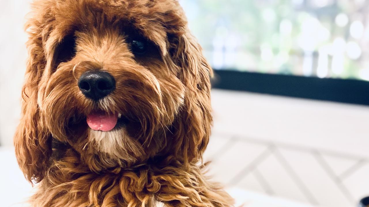 10/10/2020 - This is Alfie. He is a gorgeous 8 month old Cavoodle. Apart from being so handsome and cute, he has so much character and spunk about him. He’s playful and fun, but so cuddly and gentle. Oh and a little bit cheeky.... he loves to steal dinner from the table, chewing shoes is fun and he will jump into the bath tub with the kids at any chance he gets.Photo taken at Beach Shack on Flinders Brighton 4017 Picture: Katherine Rose