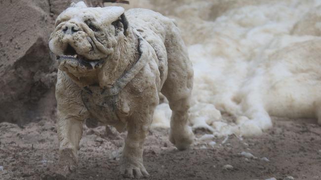 British bulldog Pork Chop plays in the foam at the Southport Seaway. Picture: Glenn Hampson