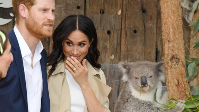 Prince Harry and Meghan Markle meet Ruby, the mum of two joey koalas named in their honour, at Taronga Zoo. Picture: Dean Lewis/AAP