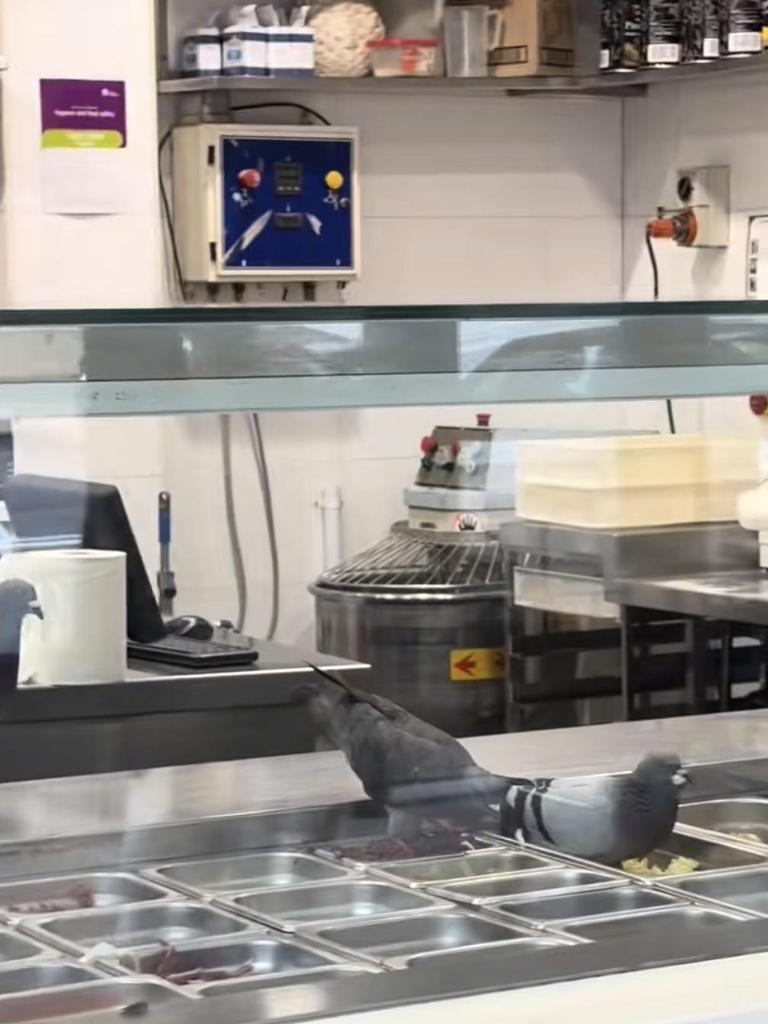 Pigeons were caught eating ingredients ready to be used to make pizzas at Crust in Neutral Bay, Sydney. Picture: TikTok/@charlesspalton.