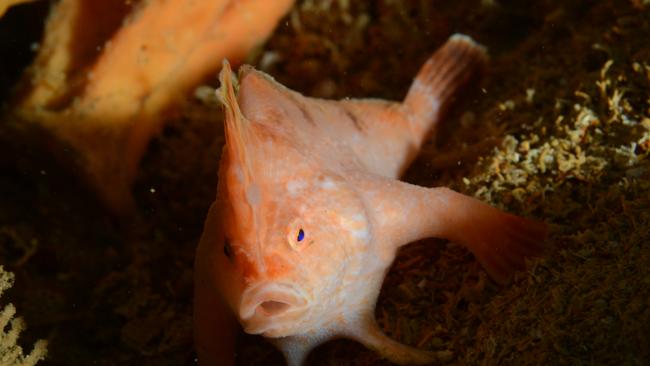 A pink handfish on the wreck of the SS Tasman.