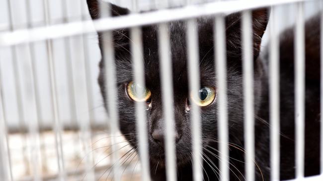 The last remaining feral cats on French Island will be wiped out in a new effort to turn it into a safe haven for native animals. Picture: AAP IMAGE and Troy Snook.