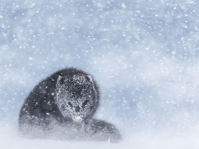 Endurance by David Gibbon. During a five day winter expedition to Hornstrandir, on the edge of the Arctic Circle, my target was to photograph the rare blue morph arctic fox,” the photographer said. “I captured this arctic fox as it hunkered down while enduring the extreme conditions.” Picture: David Gibbon/National Geographic Travel Photographer of the Year Contest