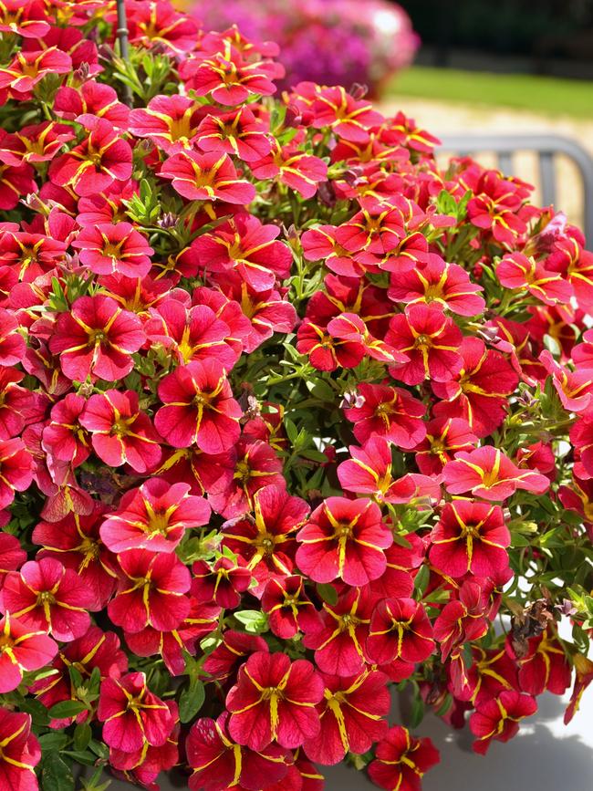 Calibrachoa Colibri ‘Exotic Red Bling’