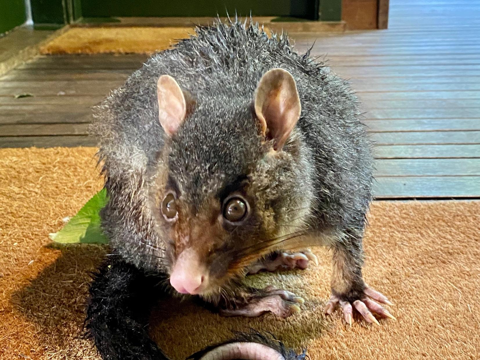 Turkey hunt turns up possum playing snake