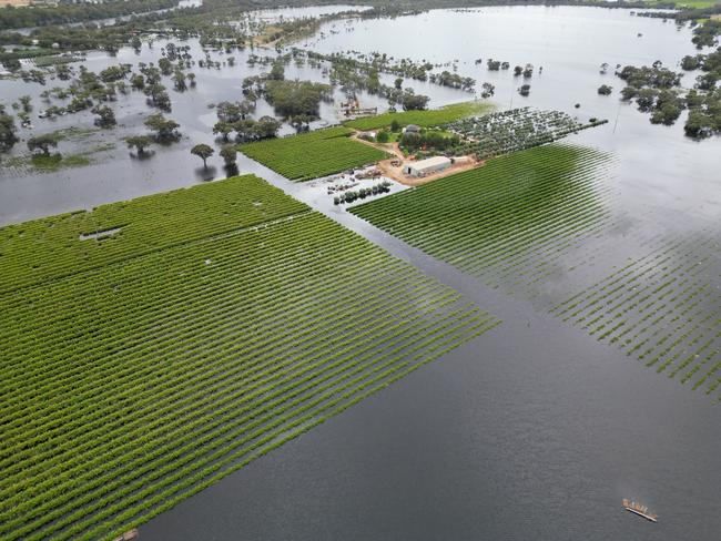 Joe Callipari vineyard has almost completely decimated by flooding. Picture Supplied by Joe Callipari