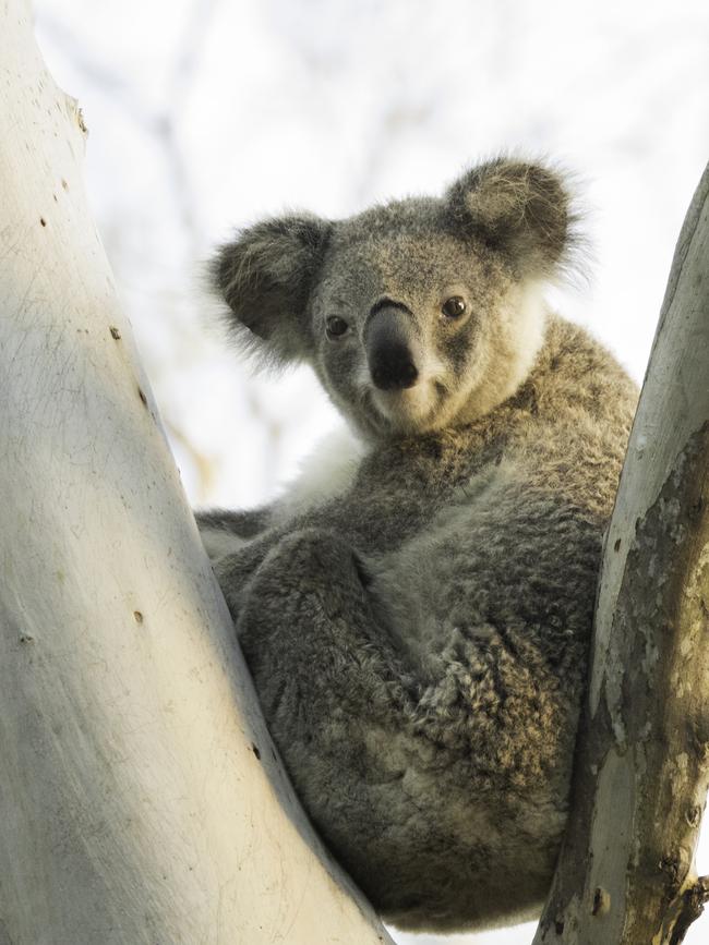 Koala at Coombabah Wetlands. Picture: Matt Wright of Faunagraphic