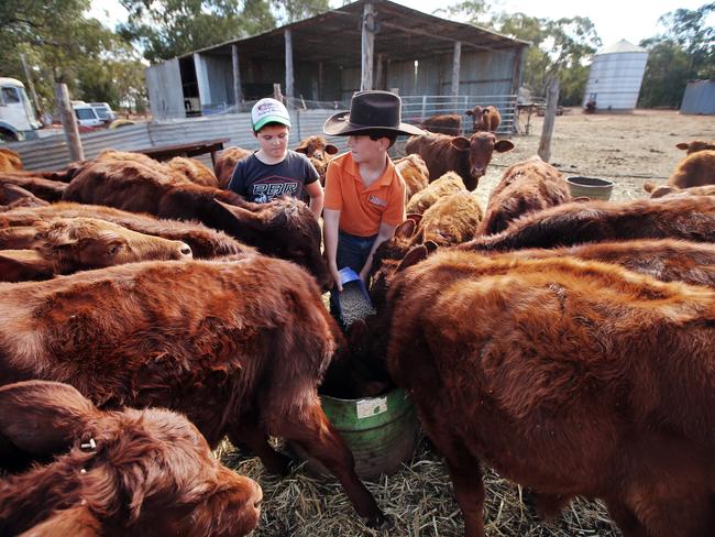 Almost half their cattle has died since the devastating drought. Picture: Sam Ruttyn