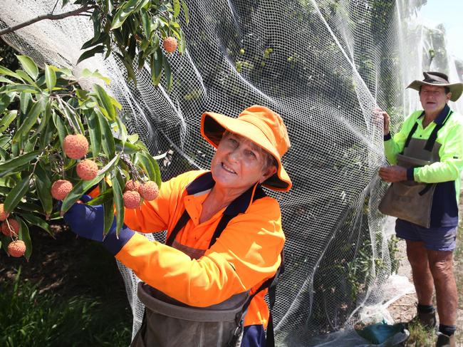 Mareeba lychee farmers Jan and Mal Everett  on their farm PICTURE: ANNA ROGERS