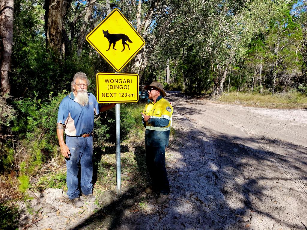 The dingo (wongari) was discovered by rangers on Eurong beach near a 40km/hour sign.