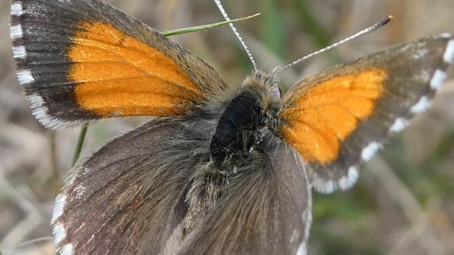 Green Adelaide is launching a project to bring more butterflies back to Adelaide streets. Chequered copper butterfly. Picture: Greg Coote