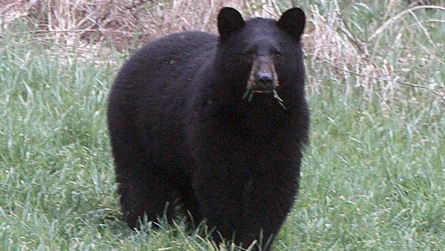 Black bears aren’t usually aggressive but they recently attacked a woman in a popular hiking area in Idaho and killed two people in Alaska. AP/Toby Talbot.