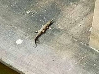 Baby crocs spotted in the Ross River