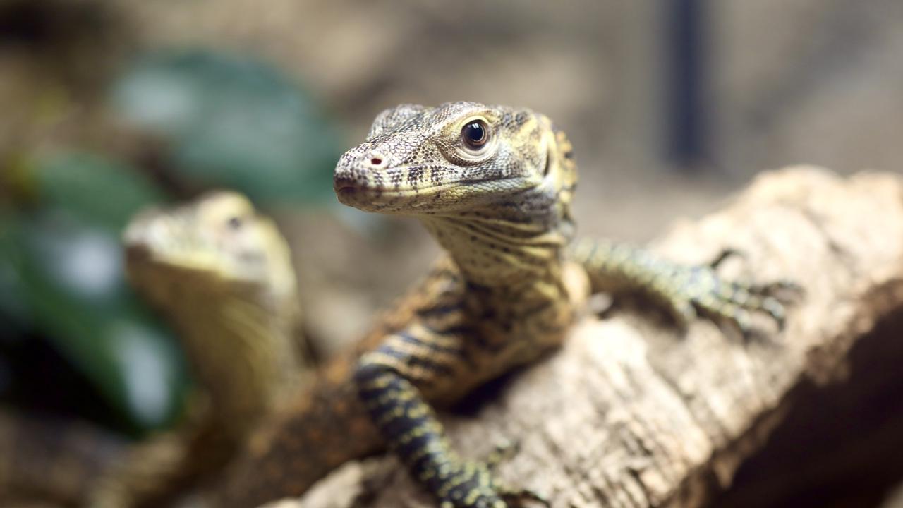 A juvenile Komodo dragon. Picture: Australian Reptile Park