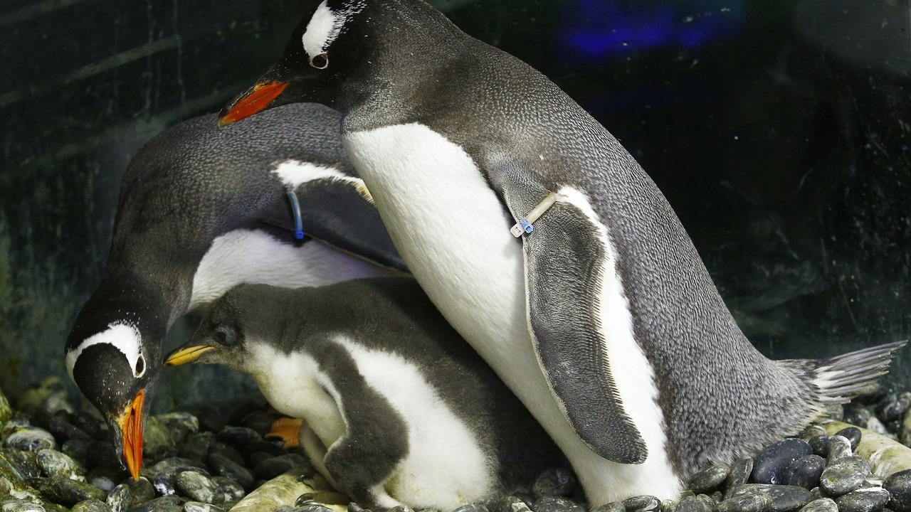 Same sex couple Gentoo Penguins Sphen and Magic with the chick they are fostering at Sea Life Sydney Aquarium. Picture: John Appleyard